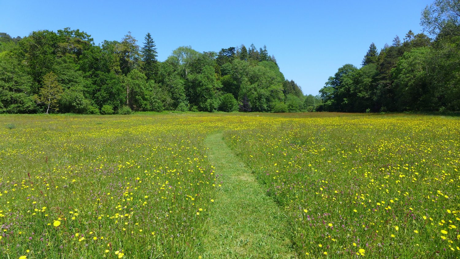Meadow mang cả thiên nhiên đến với không gian làm việc của bạn